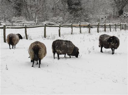 Sheep on snow